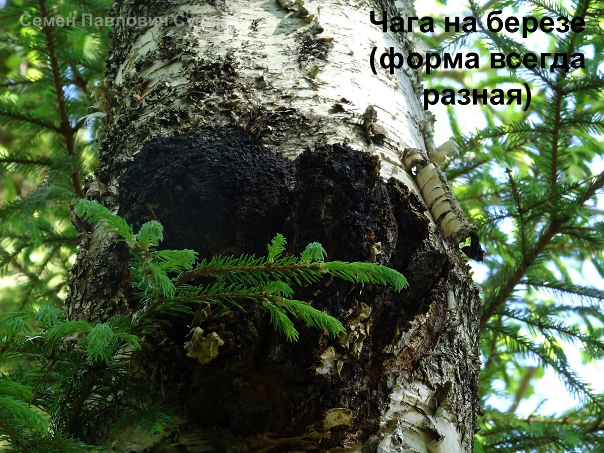 Чага в лесу на березе