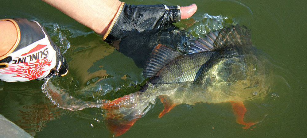 Поймал рыбу отпусти. Отпустить рыбку. Отпускает рыбу. Отпустить рыбку. Отпустил рыбу.
