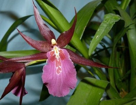 Miltassia = Miltonia х Brassia