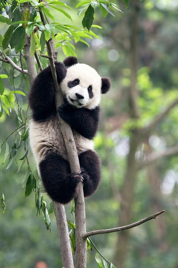 Неуклюжая панда на дереве (видео) | Зверюшки | Дзен