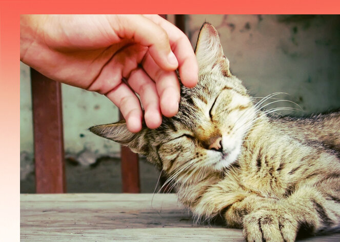  Низкочастотные токи  возникают при трении шерстинок друг от друга.   