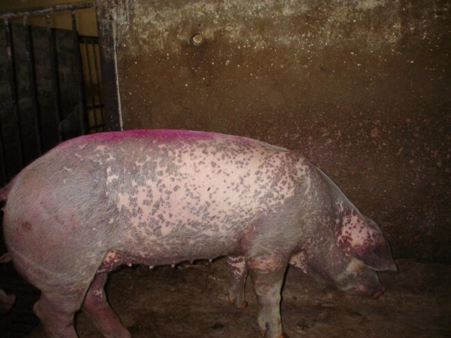 Рожа свиней - рекомендации по лечению и профилактике от ветеринара