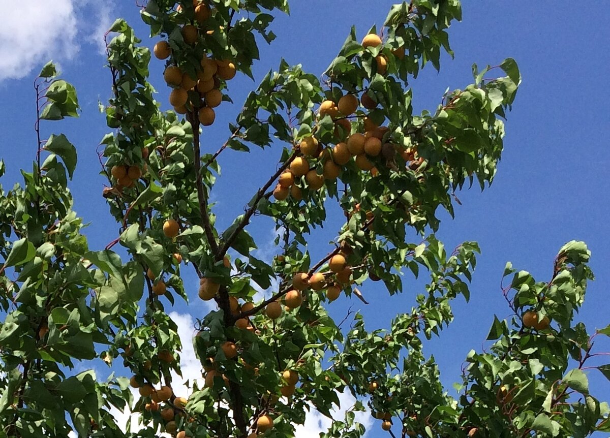 Спелые абрикосы у пруда (фотография автора)