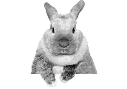 Источник фото: CrueltyFreeInternational.org