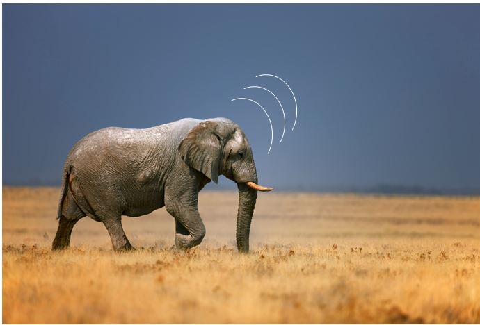 Слоны могут общаться друг с другом посредством инфразвуковых сигналов. Источник изображения:  www.kotafoundation.org 