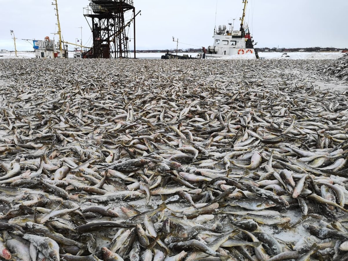 промысел в охотском море