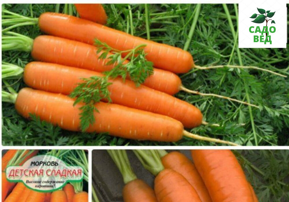 морковь скорпио f1. какая морковь сладкая. какая морковь сладкая. морковь гранулированная бейби. семена морковь детская сладость 2 г.