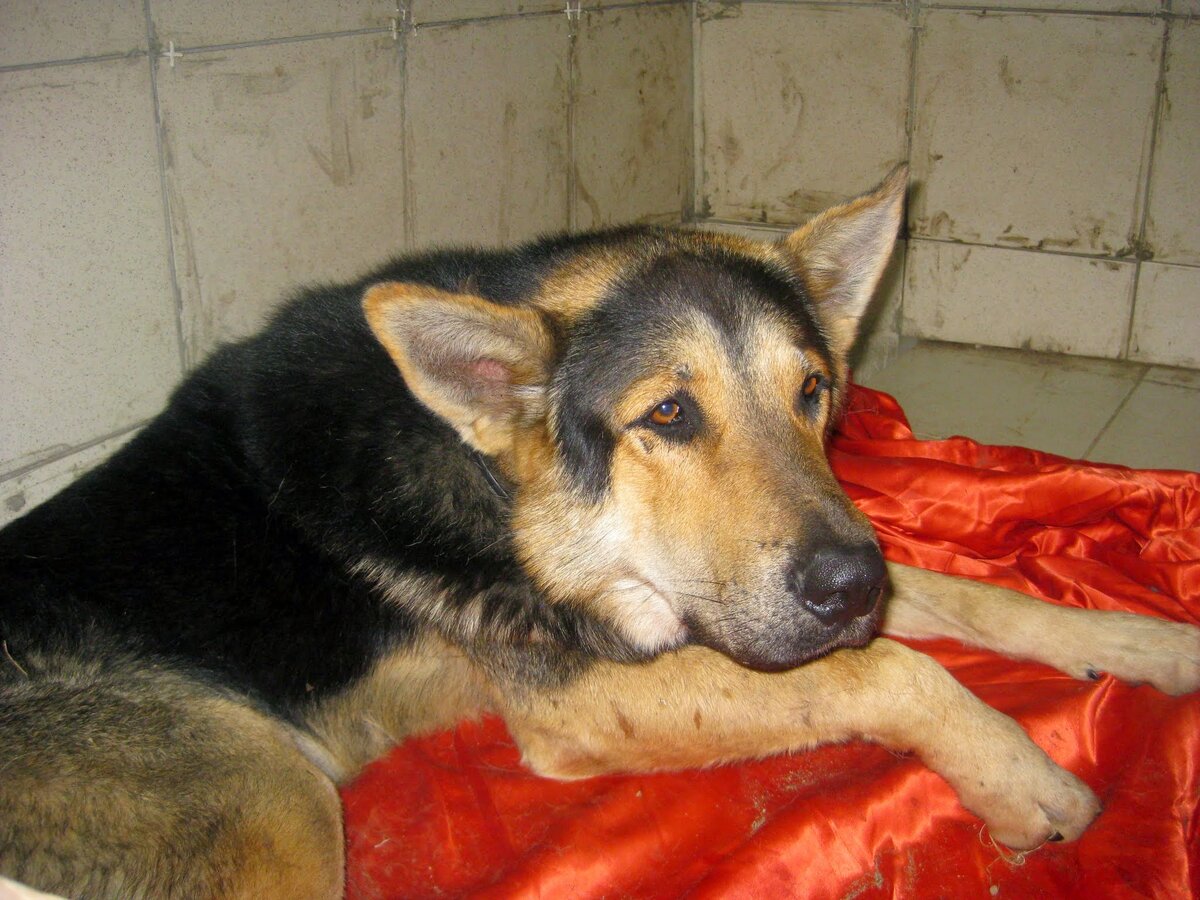 Мордатое несчастье