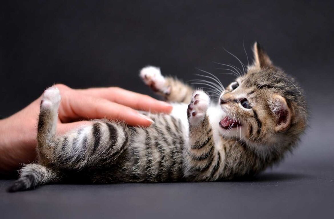 Источник фото: aroundpet.ru