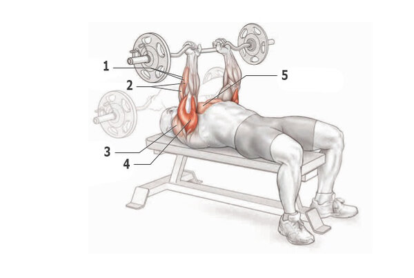 Упражнение: Французский жим