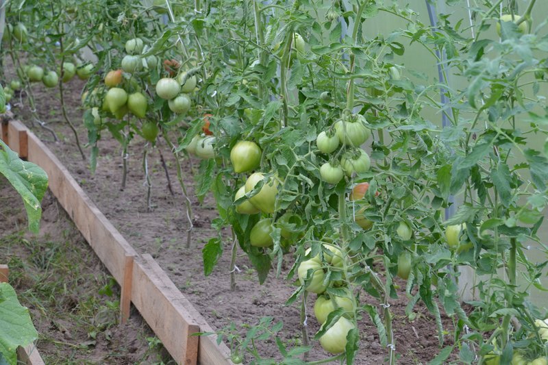 Чем подкормить томаты в июне: рекомендации садовода