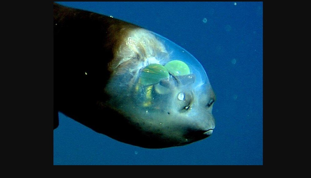 Источник фото: https://img0.liveinternet.ru/images/attach/c/4/122/472/122472770_macropinna009.jpg