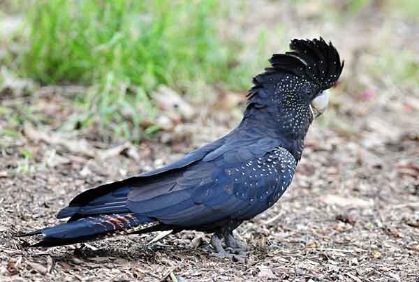 Траурный какаду Бэнкса. Источник фото: m.boqii.com 