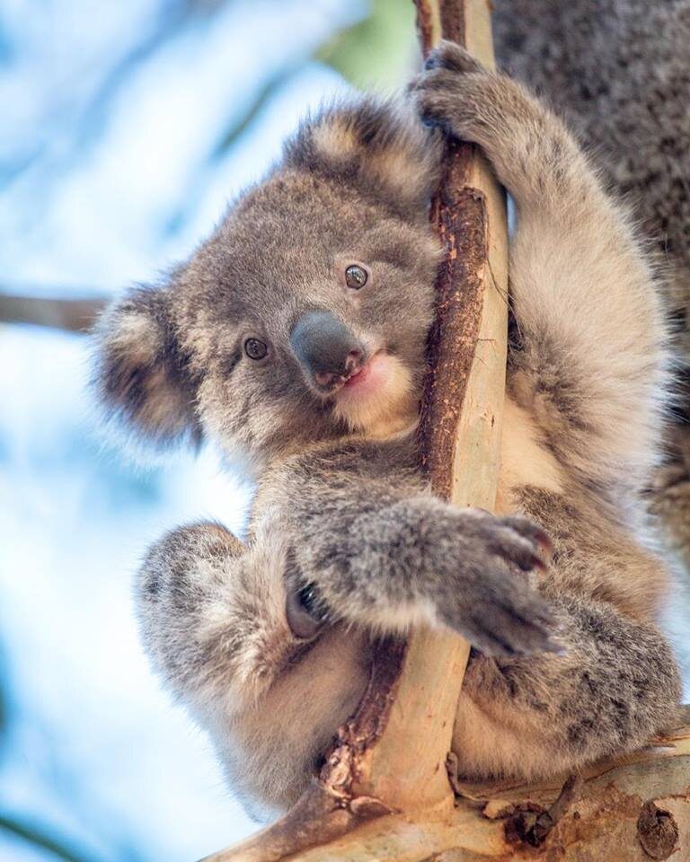 Фото: Facebook @see.australia