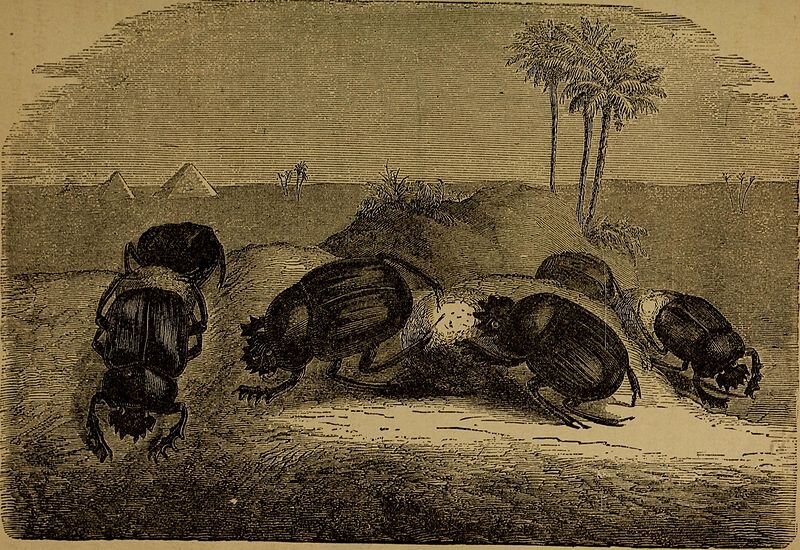 Священный скарабей. Зарисовка 1885 года