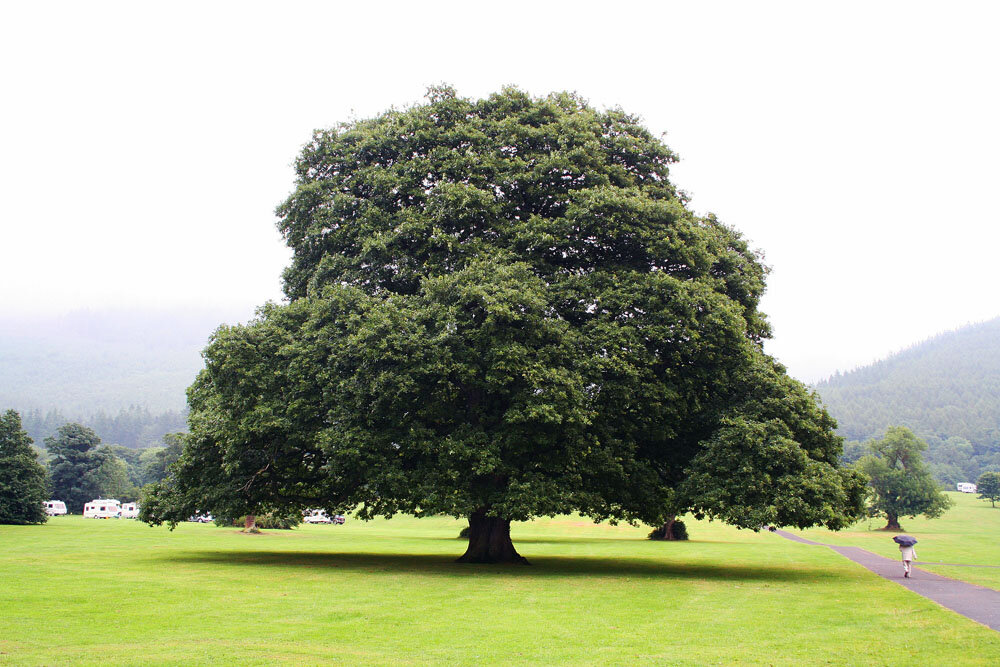 Буковые — Fagaceae.