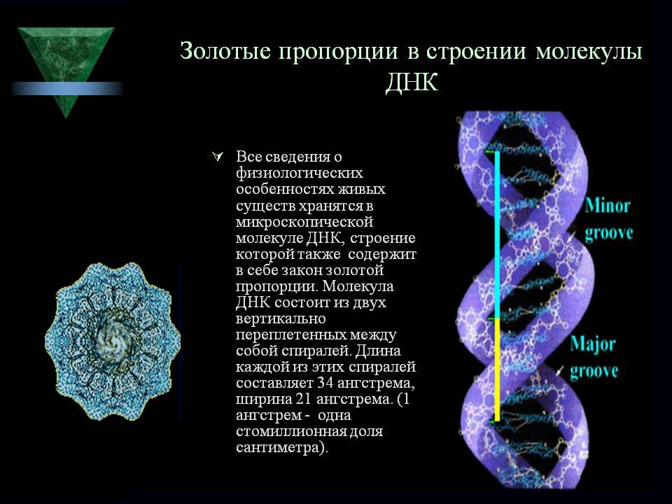 Код молекулы днк. Золотые пропорции в строении молекулы ДНК. Молекула ДНК золотое сечение. Спираль ДНК золотое сечение. Спираль Фибоначчи в ДНК.