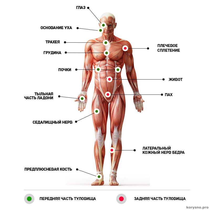 Какие места тела. Слабые точки человека на теле. Уязвимые болевые точки на теле человека. Болевые точки на теле человека для нажатия. Уязвимые точки на теле человека и способы воздействия.