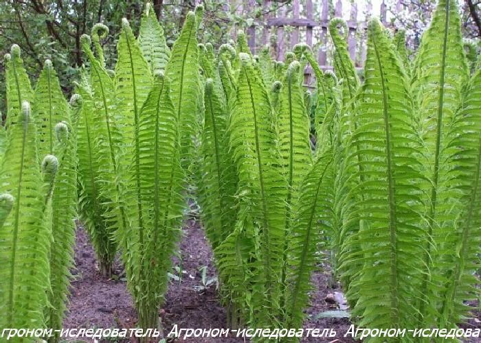 Страусиный папоротник (Maatteuccia struthiopteris)