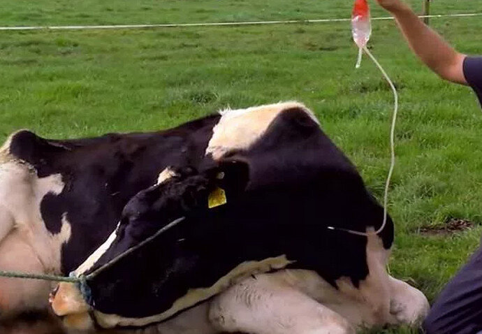 Как избежать перелома хвоста у молочных коров - Bossagro