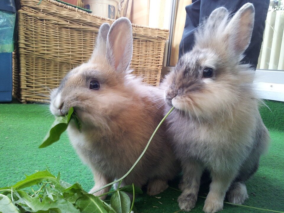 https://cdn.pixabay.com/photo/2015/02/27/16/26/rabbit-652329_960_720.jpg