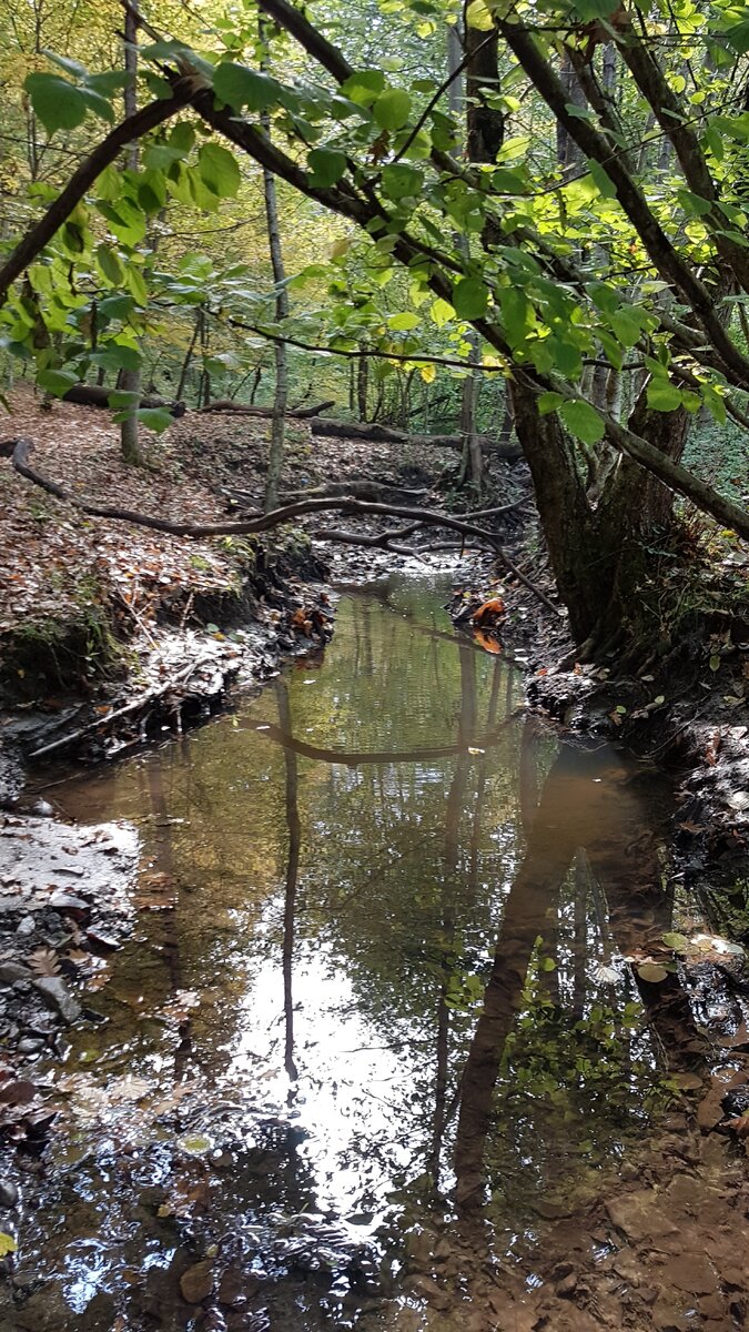 Ручей на тропе