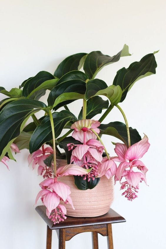 https://www.pinterest.ru/pin/345651340148452943/