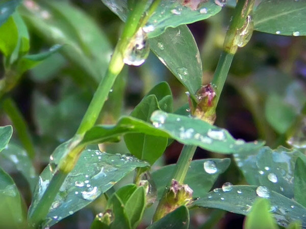 Мокрая трава кроликам противопоказана.