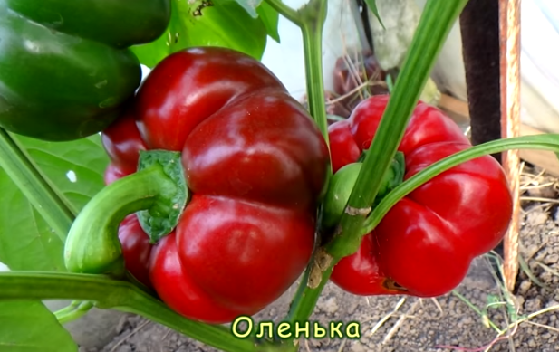 Перец Оленька: отзывы, фото, урожайность и описание сорта