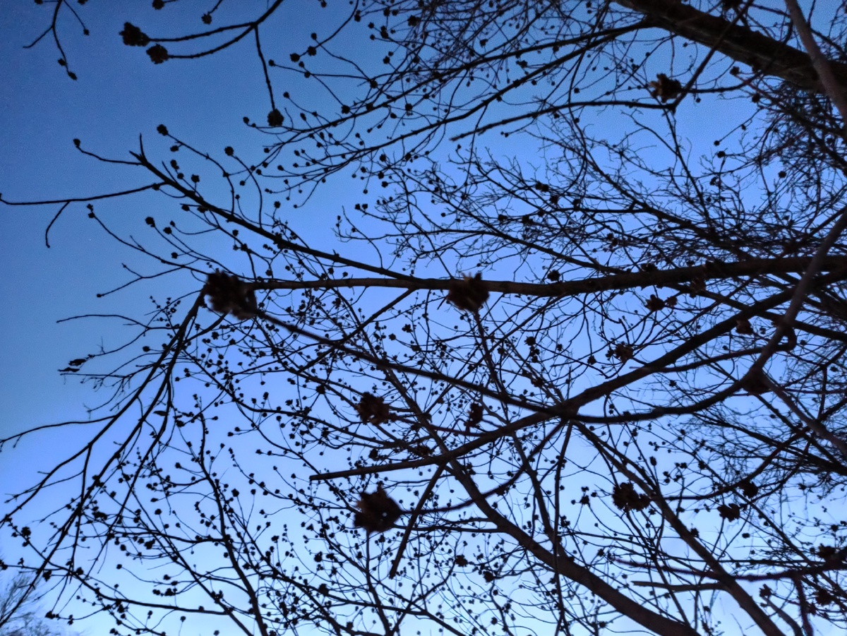 Ледяные почки у воды