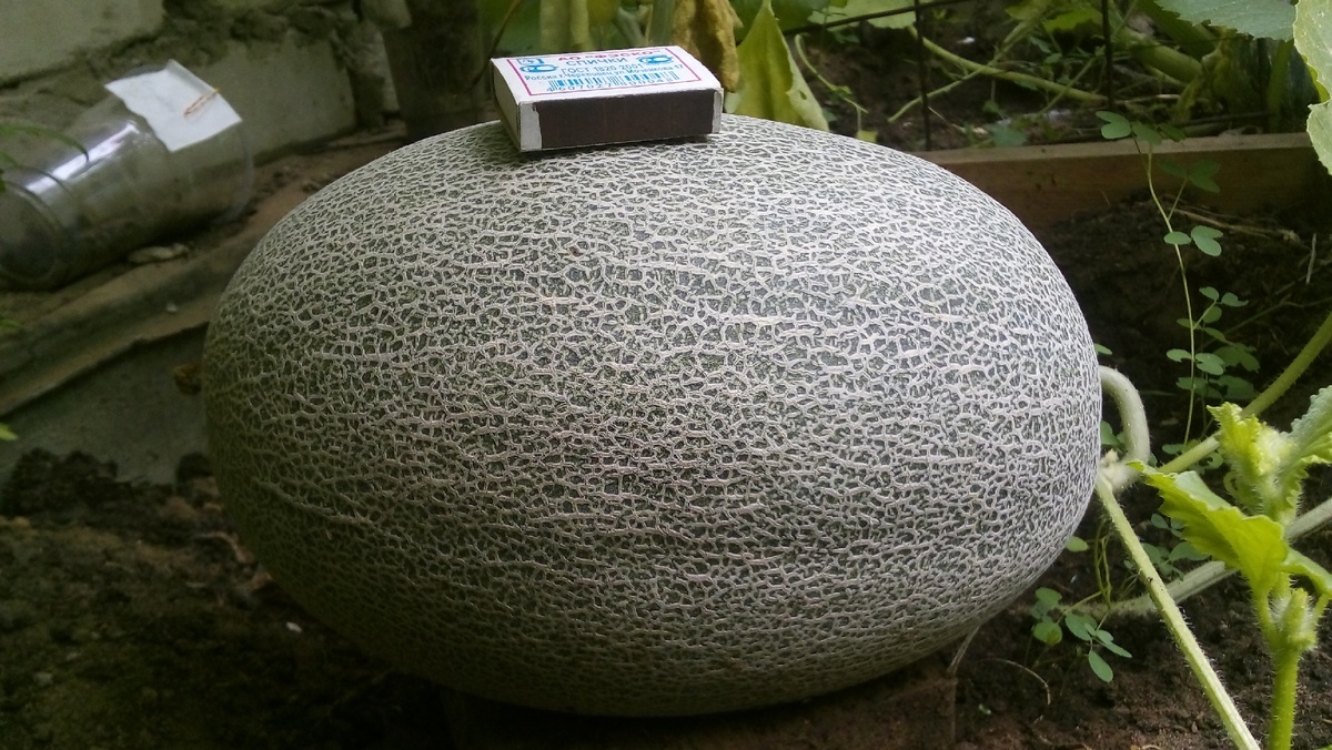 сорт Оксана, 7 августа, вес около 4 кг