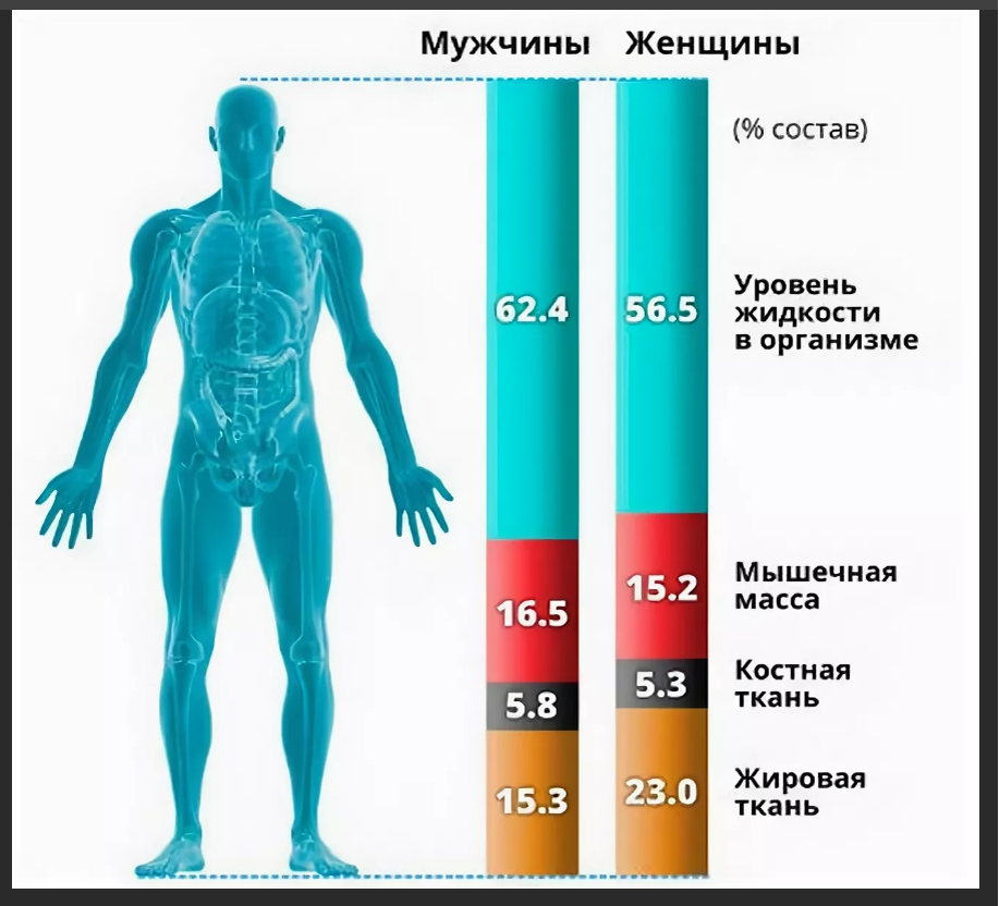 Норма содержания воды и жира в теле человека. Процент воды в организме. Процент мышц в организме. Процентное соотношение мышц в теле человека.