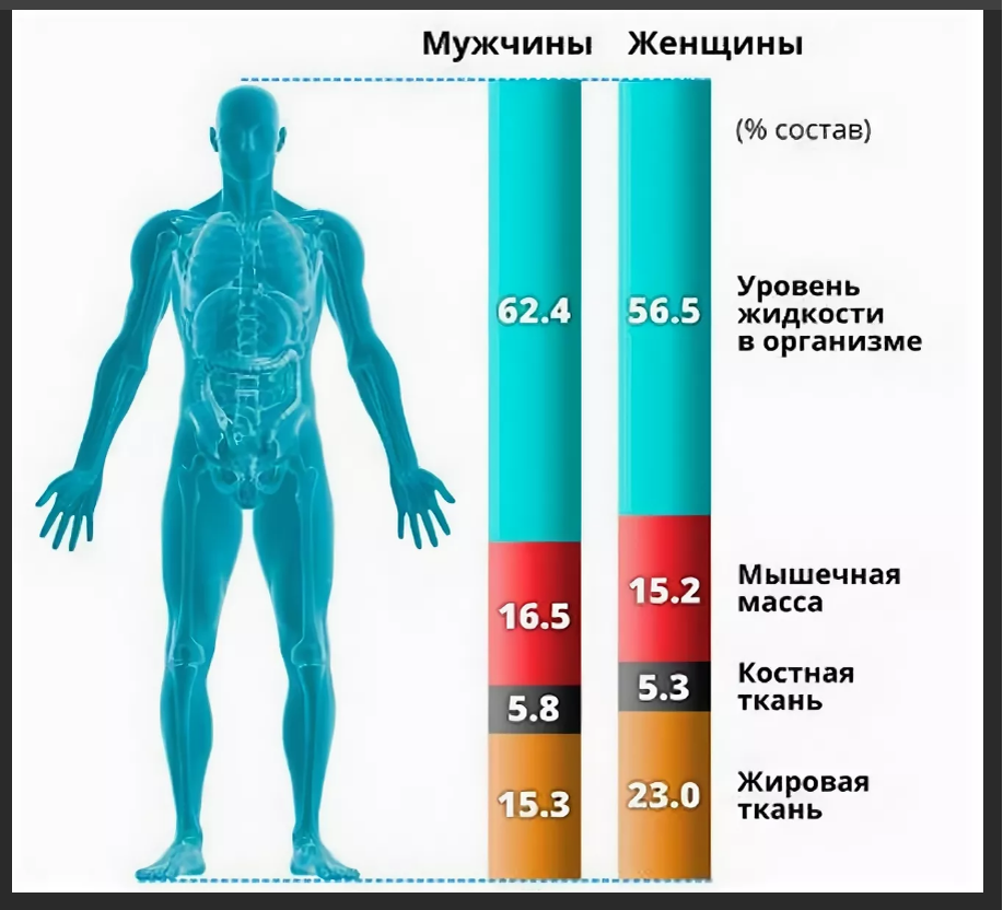 Из скольки человек состоит. Норма содержания воды и жира в теле человека. Процентное содержание воды в организме. Процент мышц в организме. Состав тела человека в процентах