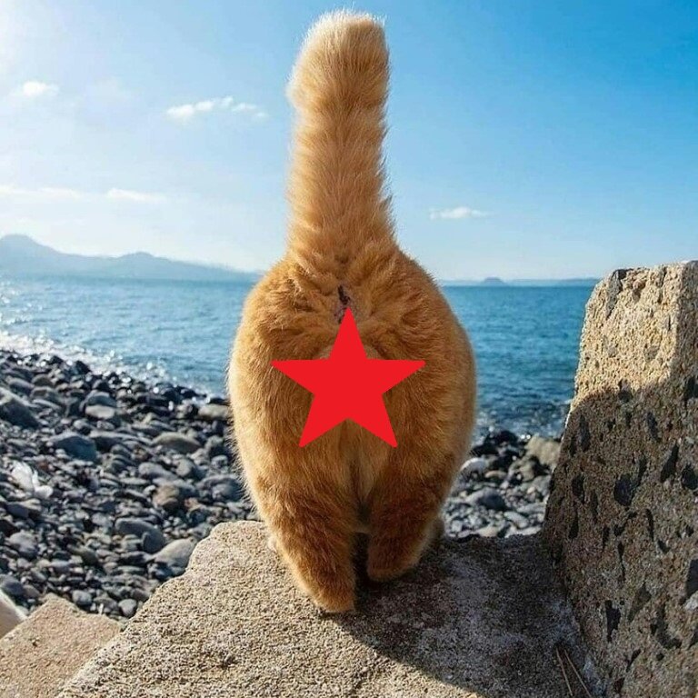 Вот прям под этот хвост)))
