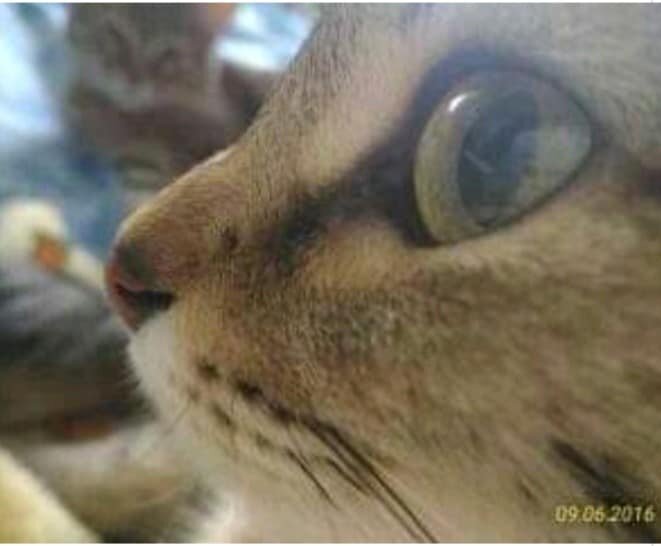 Кошка Марта