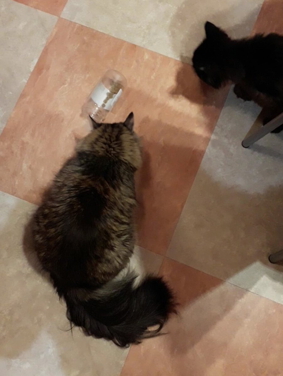 Мои коты играют. Пищевой лабиринт.