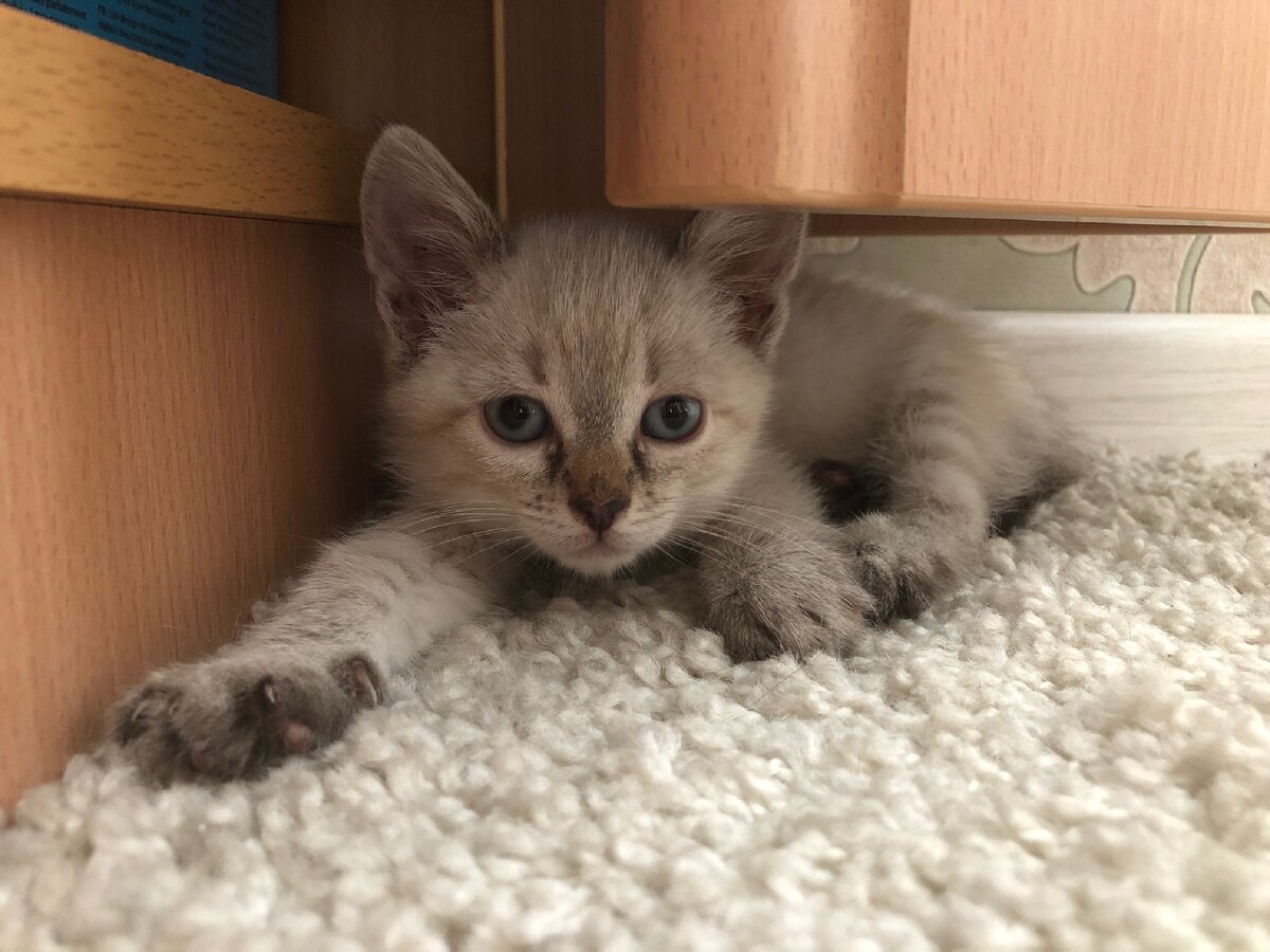 Котёнок