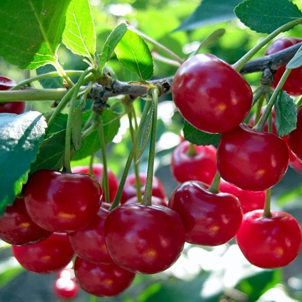 ВИШНЯ ОБЫКНОВЕННАЯ: ЗВЕЗДОЧКА