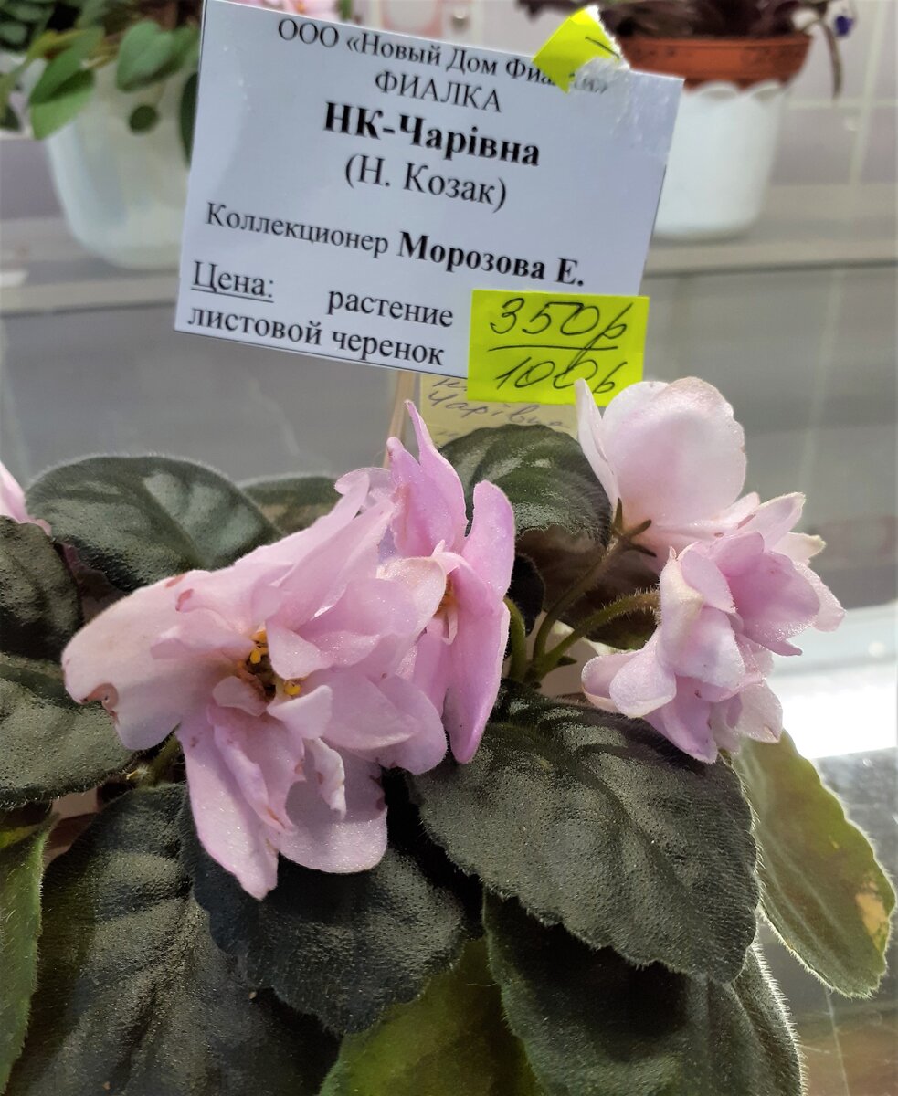 Дом фиалки в москве каталог