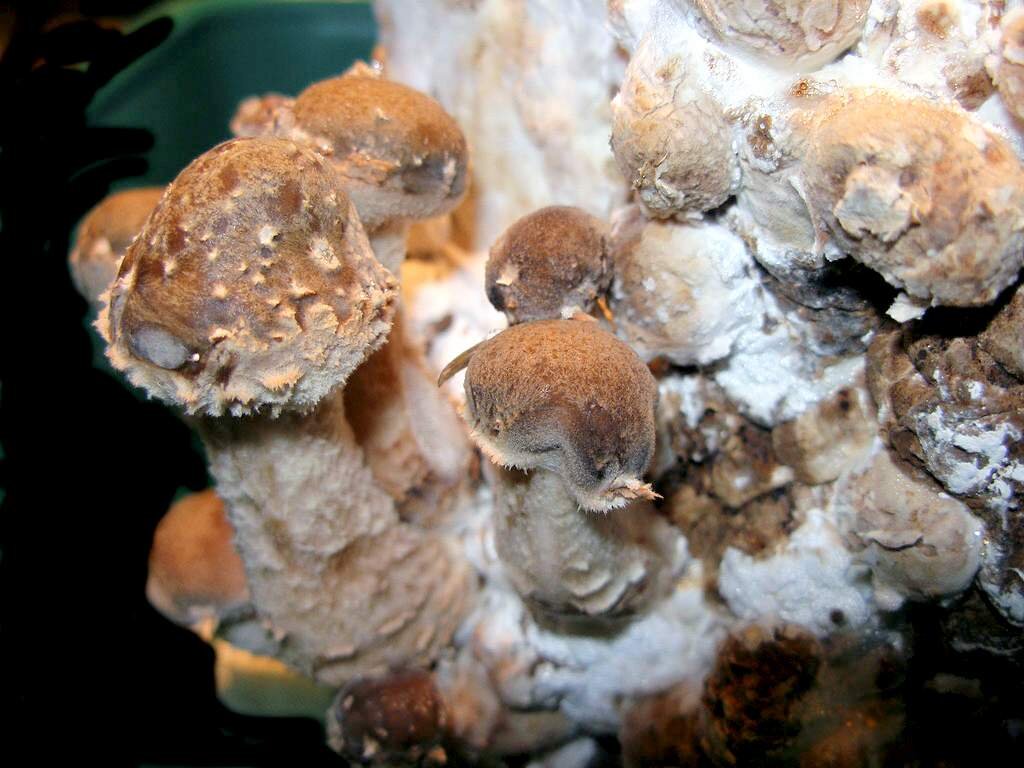 Китайские грибы шиитаке. Китайские грибы шиитаке фото. Грибы шимиджи. Характеристика гриба шиитаке.