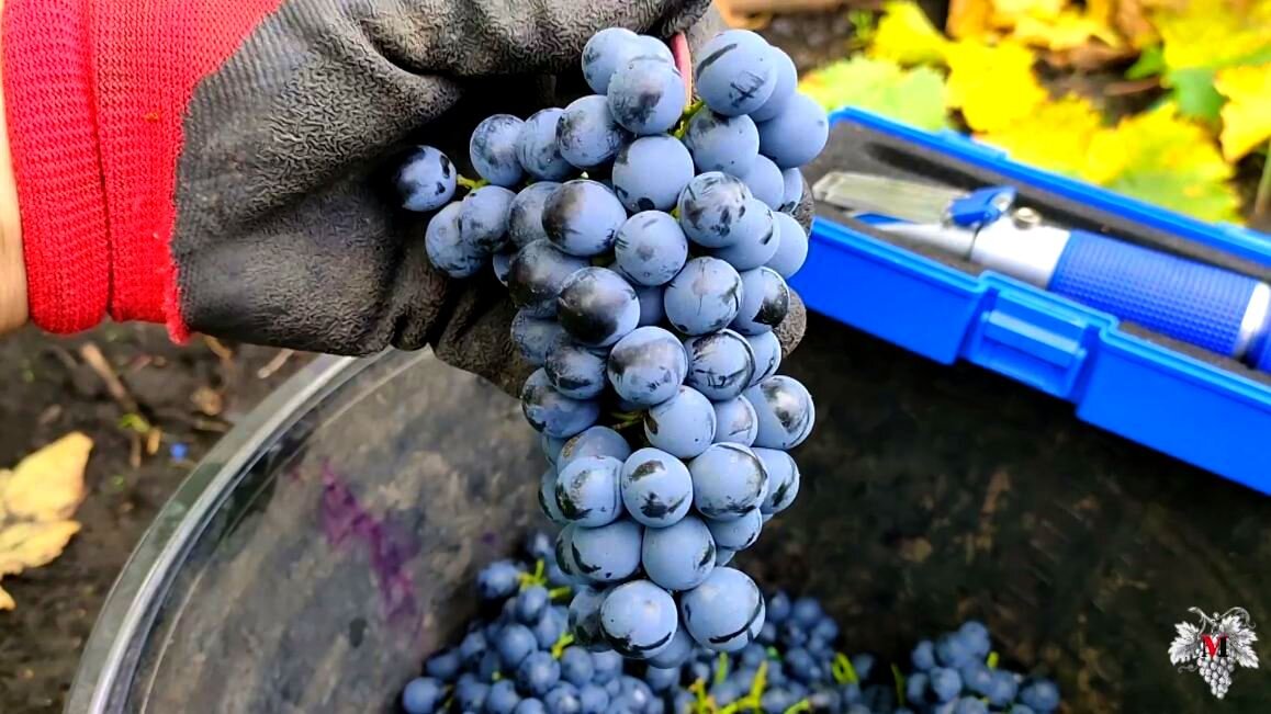 Ранний магарача виноград описание сорта фото