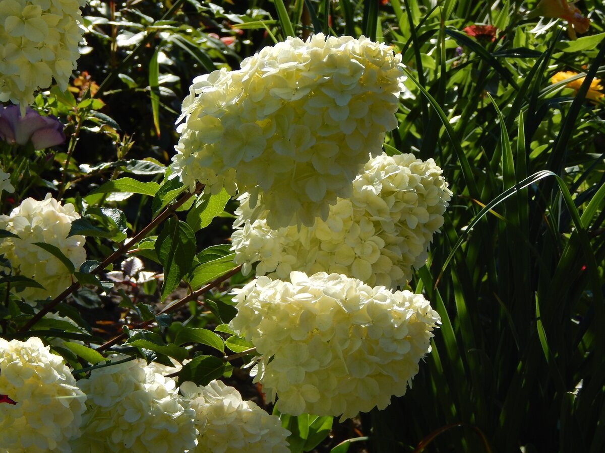 Гортензия метельчатая Полар Беар. Фото автора.