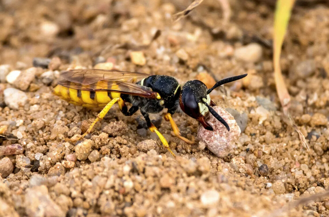 Пчела волк. Филант пчелиный волк. Philanthus Triangulum. Оса Филант. Оса пчелиный волк.