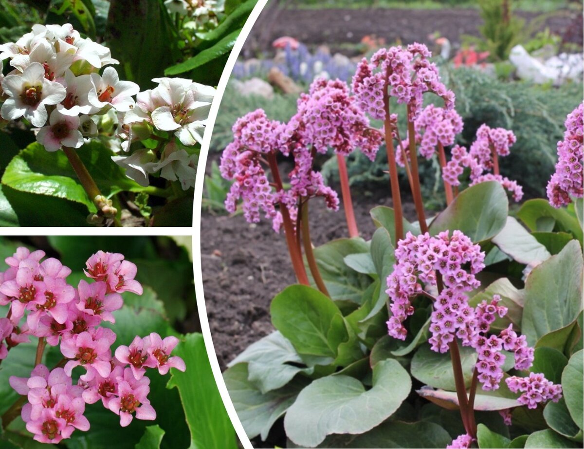 13 многолетников, которые лучше не обрезать осенью: полезные советы