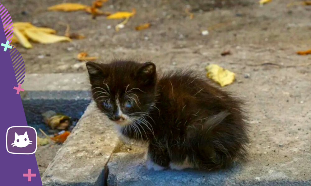 🐱Уход за уличным котенком: что делать в первую очередь | Нос, хвост, лапы  | Дзен