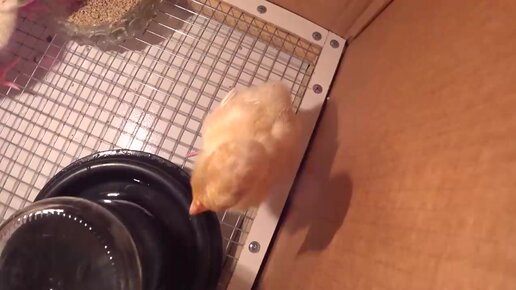 Как сделать брудер для цыплят и другой домашней птицы?