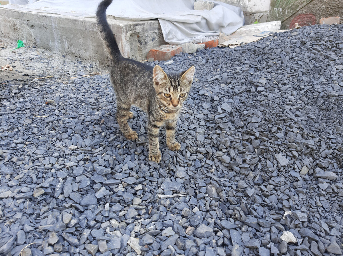 Мася - Лопух