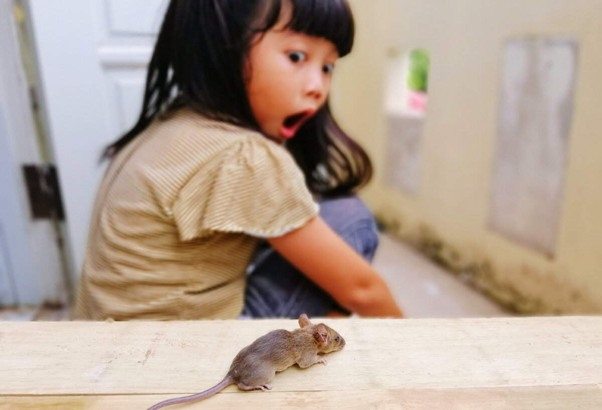 почему люди боятся мышей