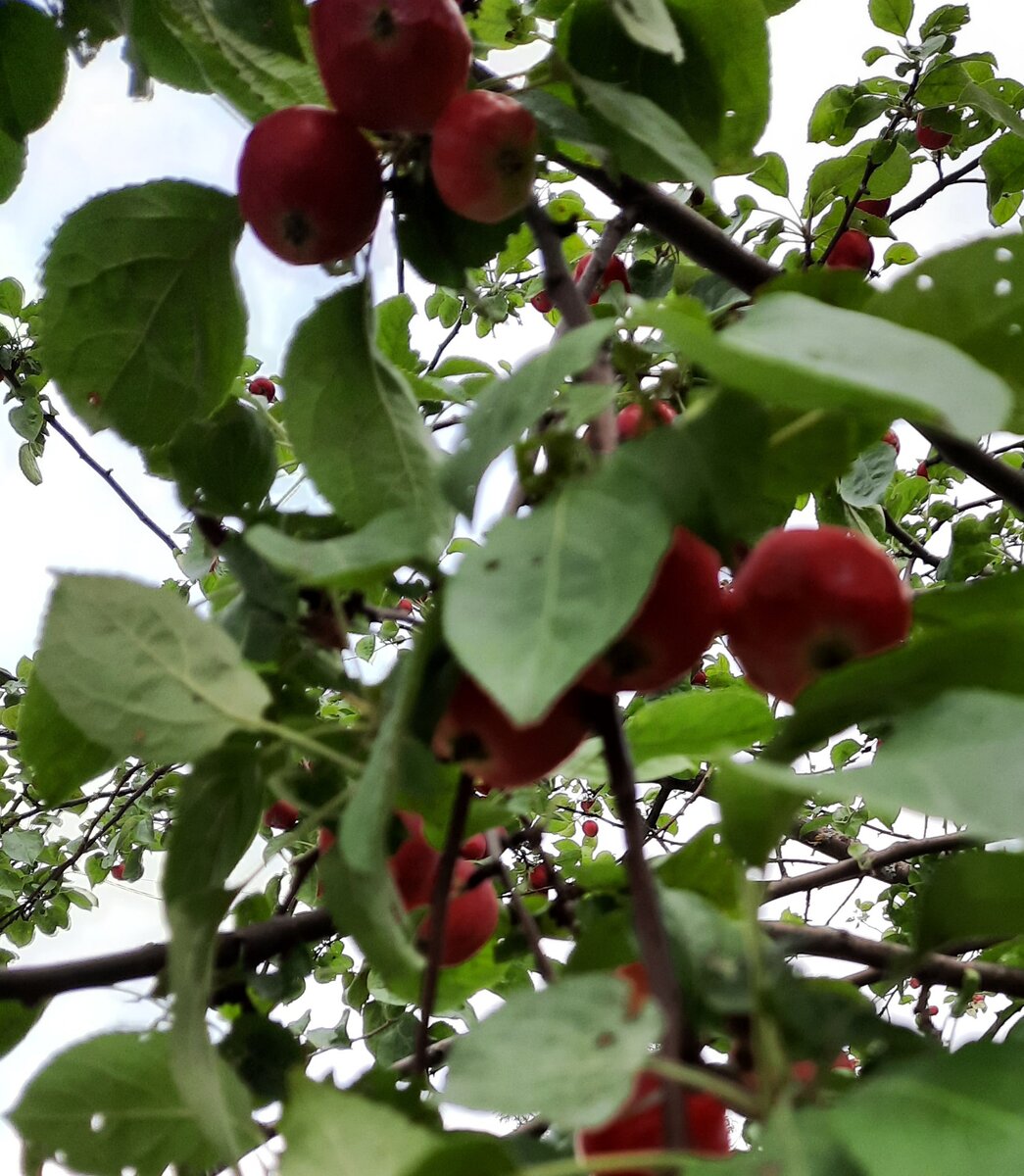 Яблочки созрели