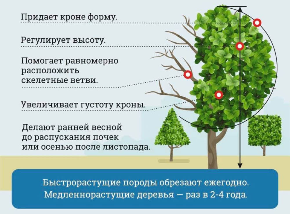 Схема формовочной обрезки деревьев. Формовочная обрезка деревьев тополя. Нормы кронирования и обрезки деревьев.